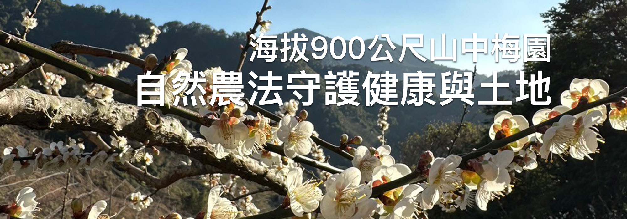 海拔900公尺山中梅園　自然農法守護健康與土地