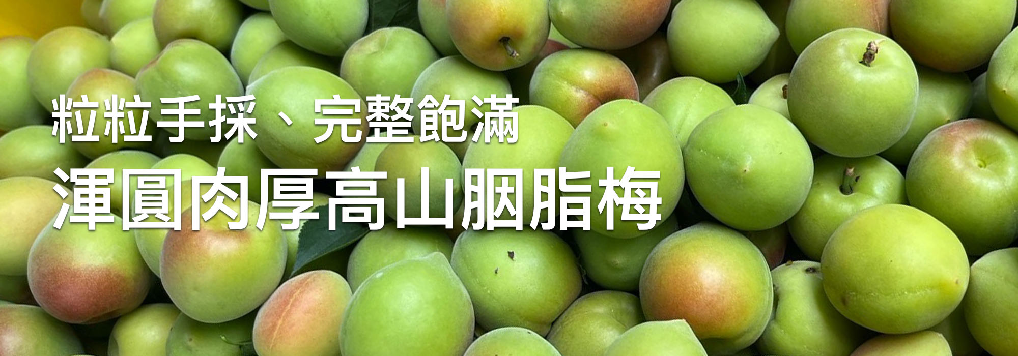 粒粒手採，完整飽滿　渾圓肉厚高山胭脂梅